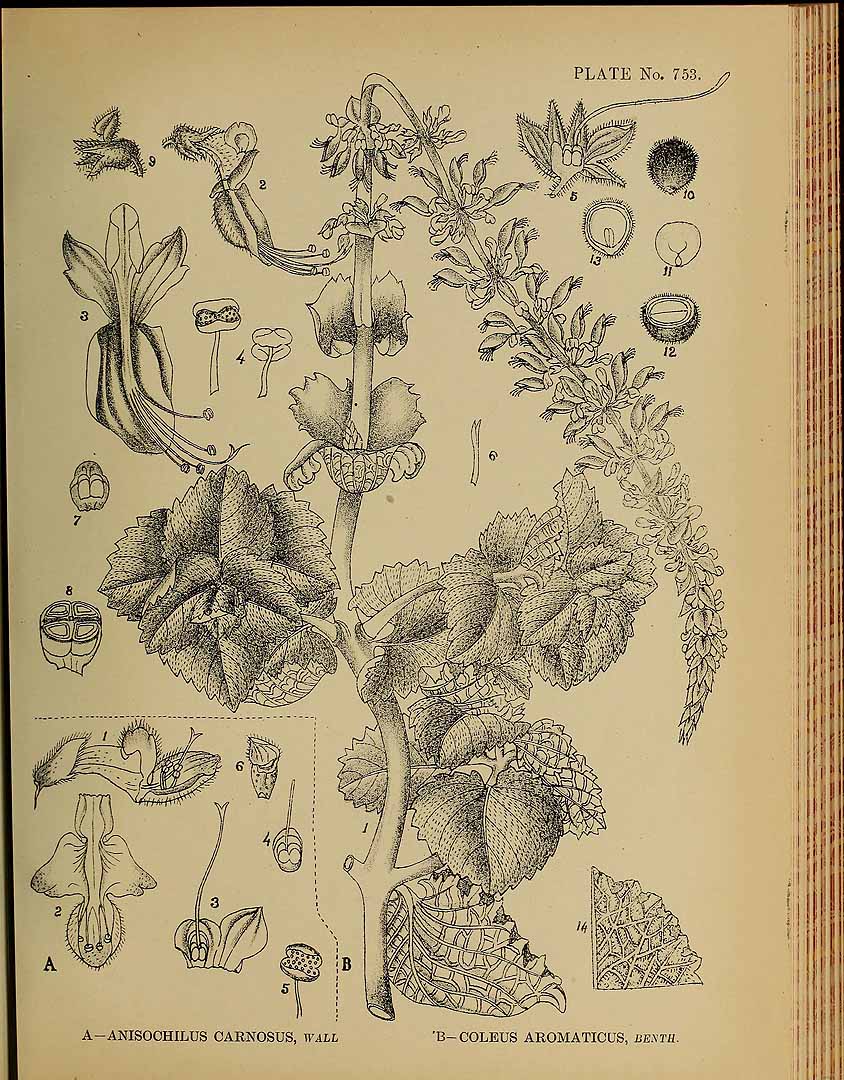 no HD illustration available (3)