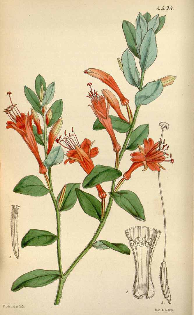 no HD illustration available (3)