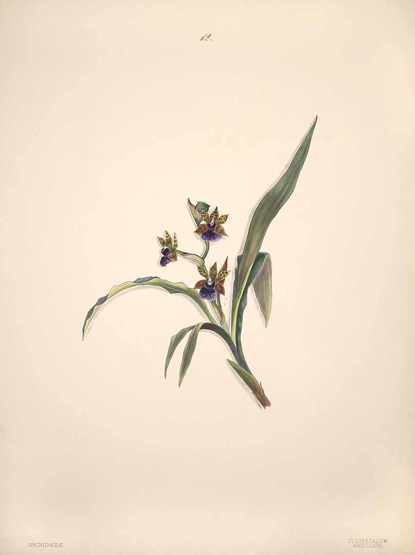 no HD illustration available (3)