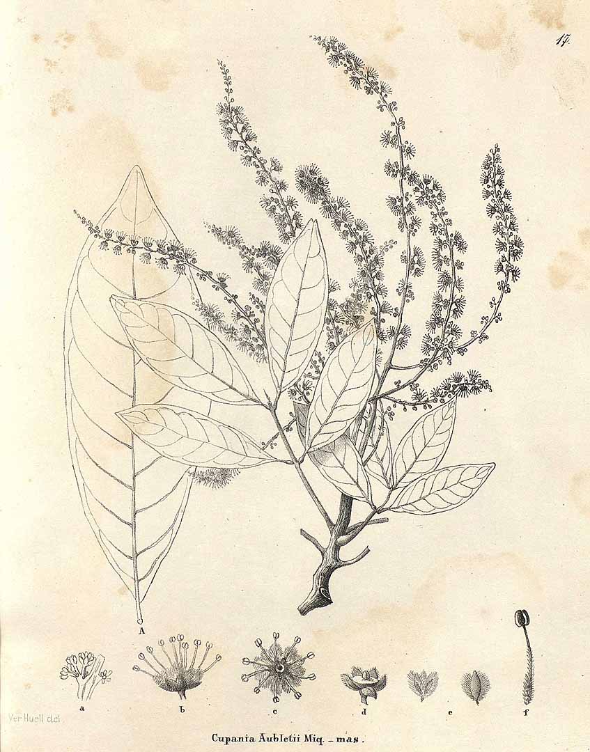 no HD illustration available (3)