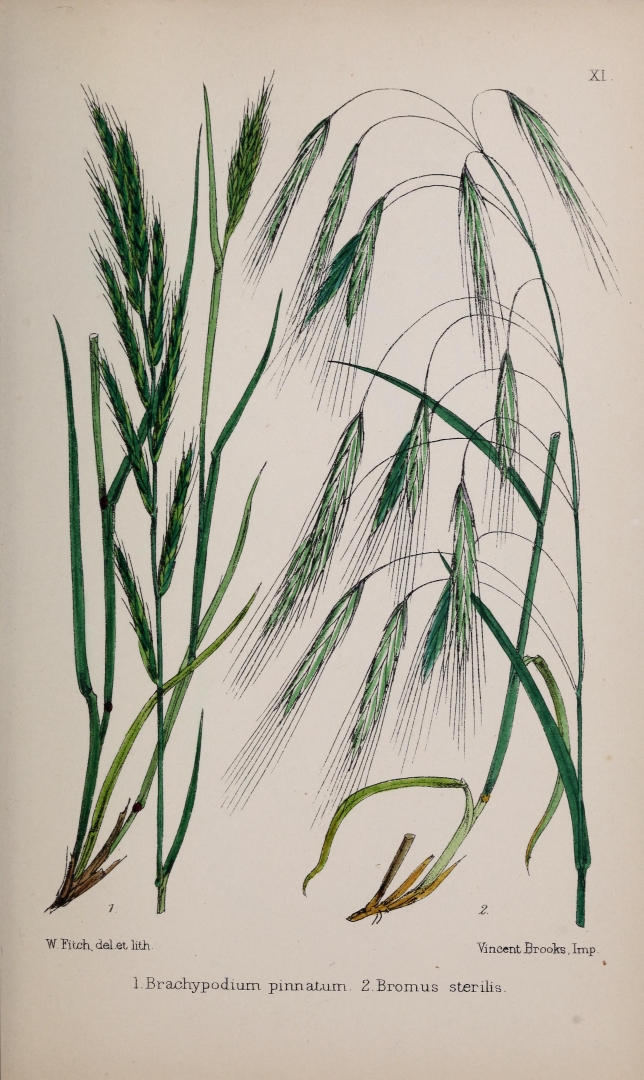 no HD illustration available (3)