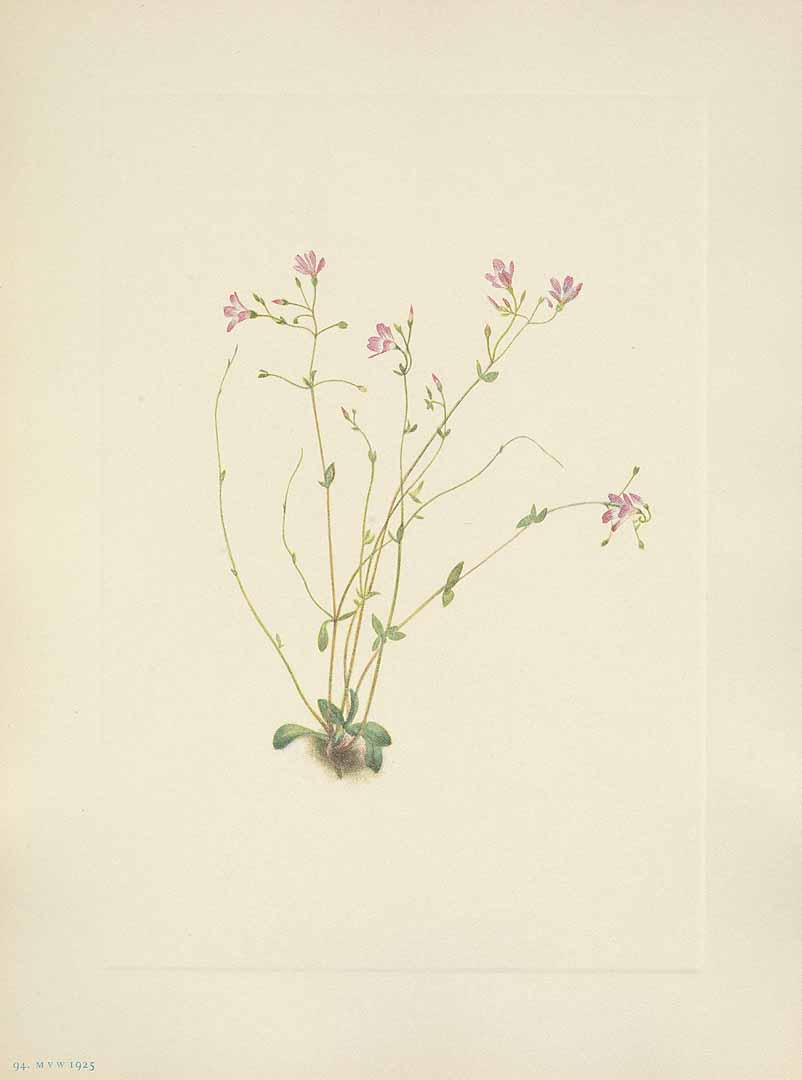 no HD illustration available (3)