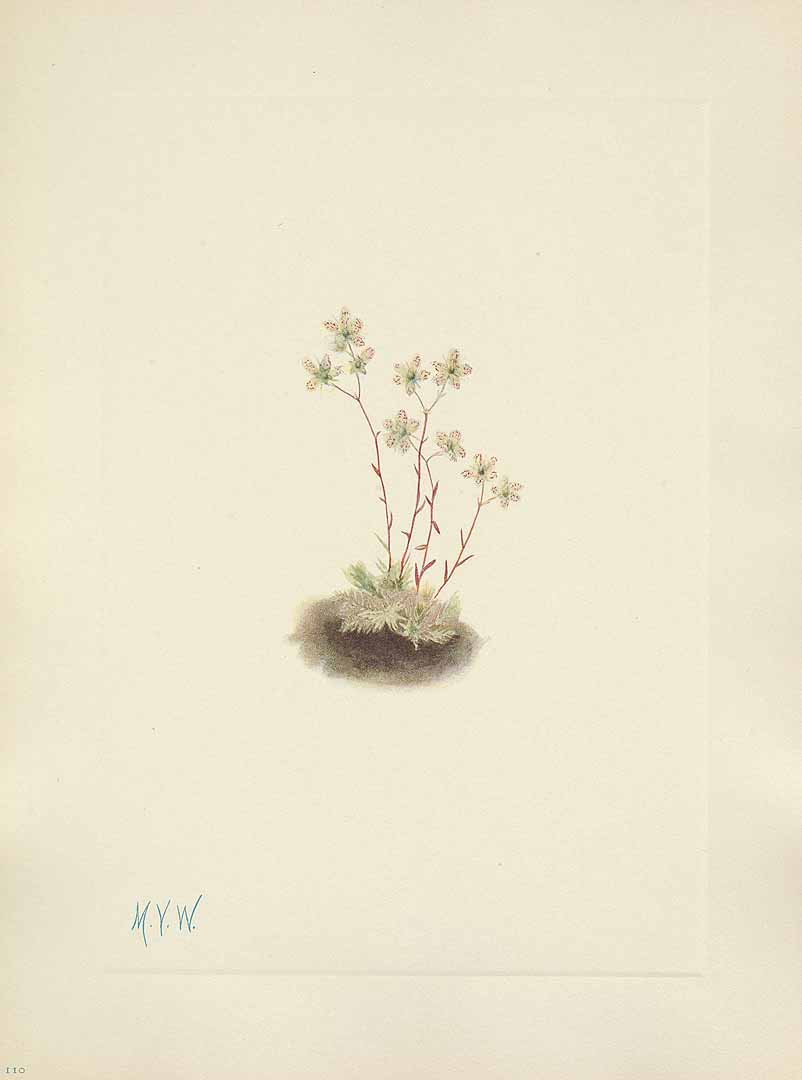 no HD illustration available (3)
