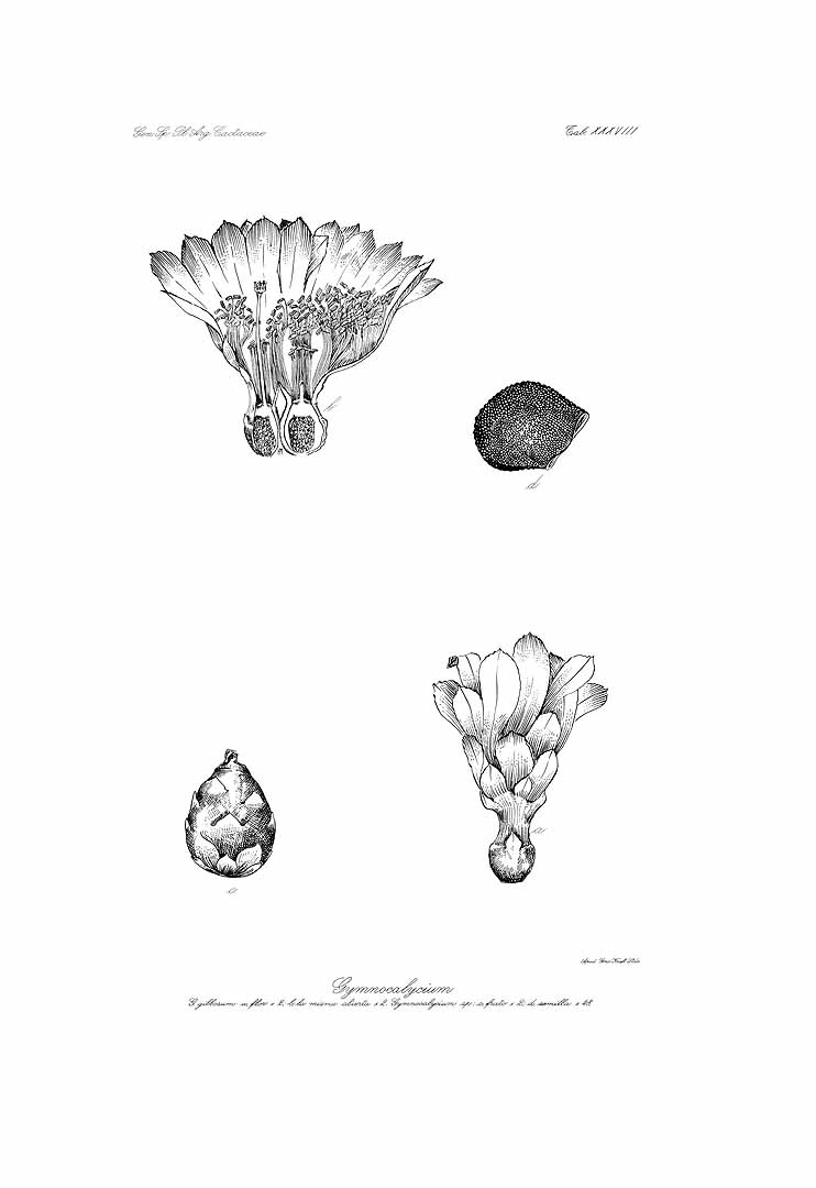 no HD illustration available (3)