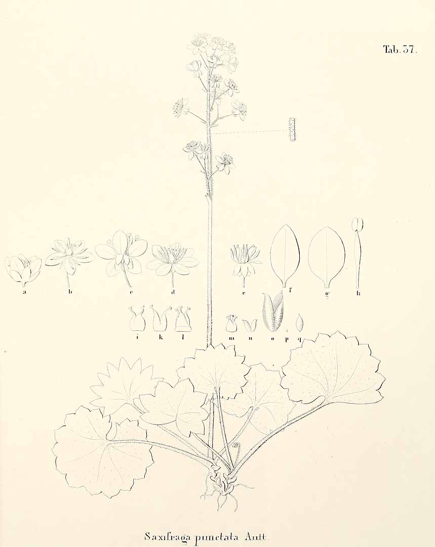 no HD illustration available (3)