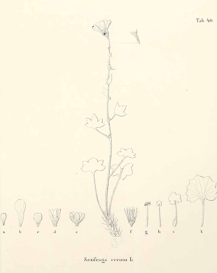 no HD illustration available (3)