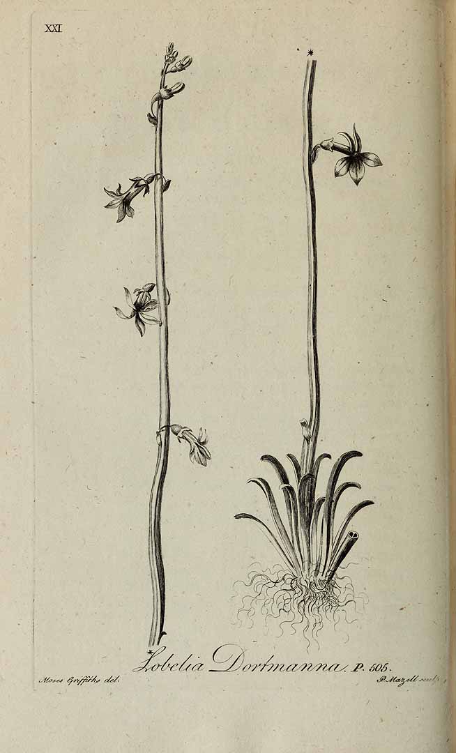 no HD illustration available (3)