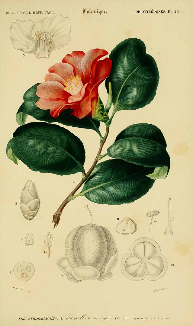 no HD illustration available (3)