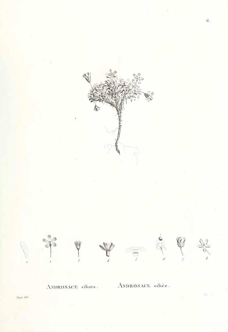 no HD illustration available (3)