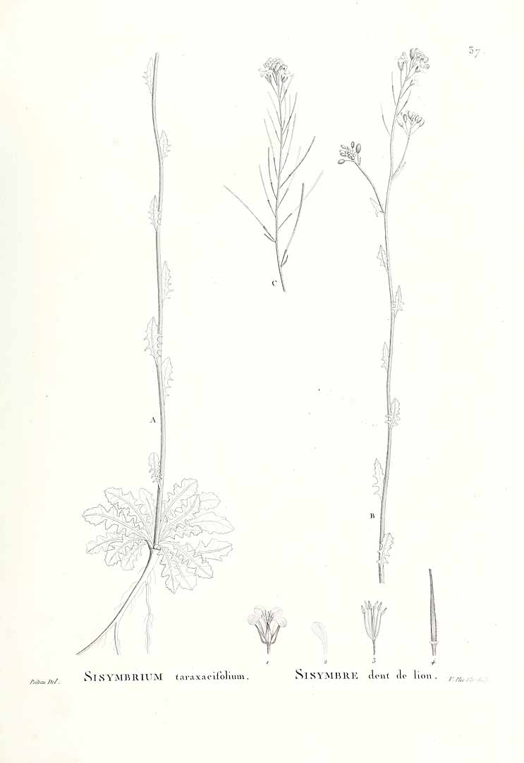 no HD illustration available (3)