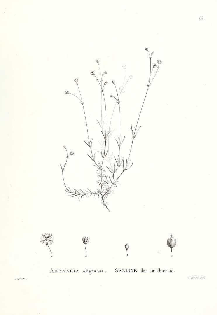 no HD illustration available (3)