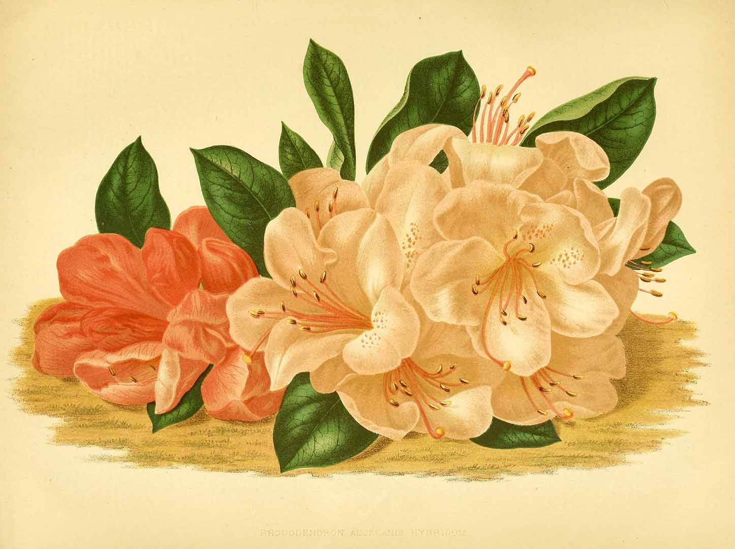 no HD illustration available (3)