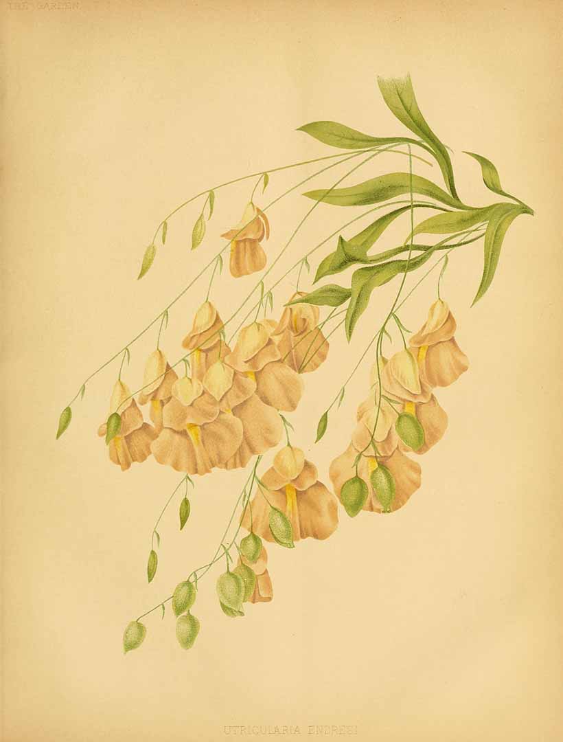 no HD illustration available (3)
