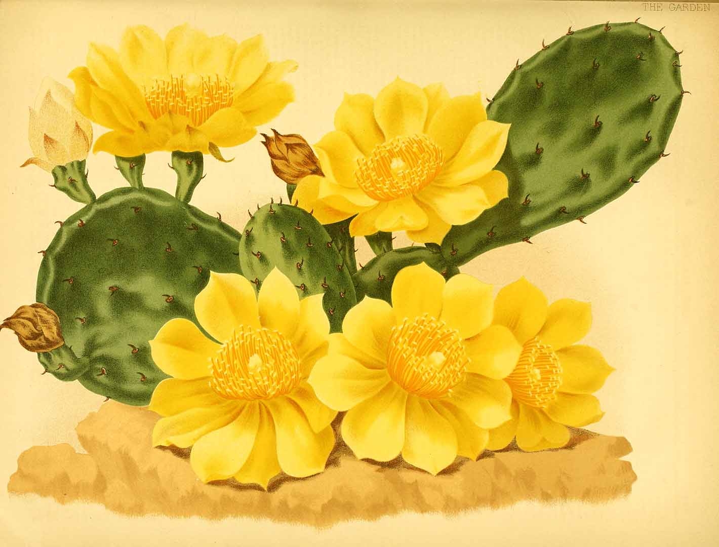 no HD illustration available (3)