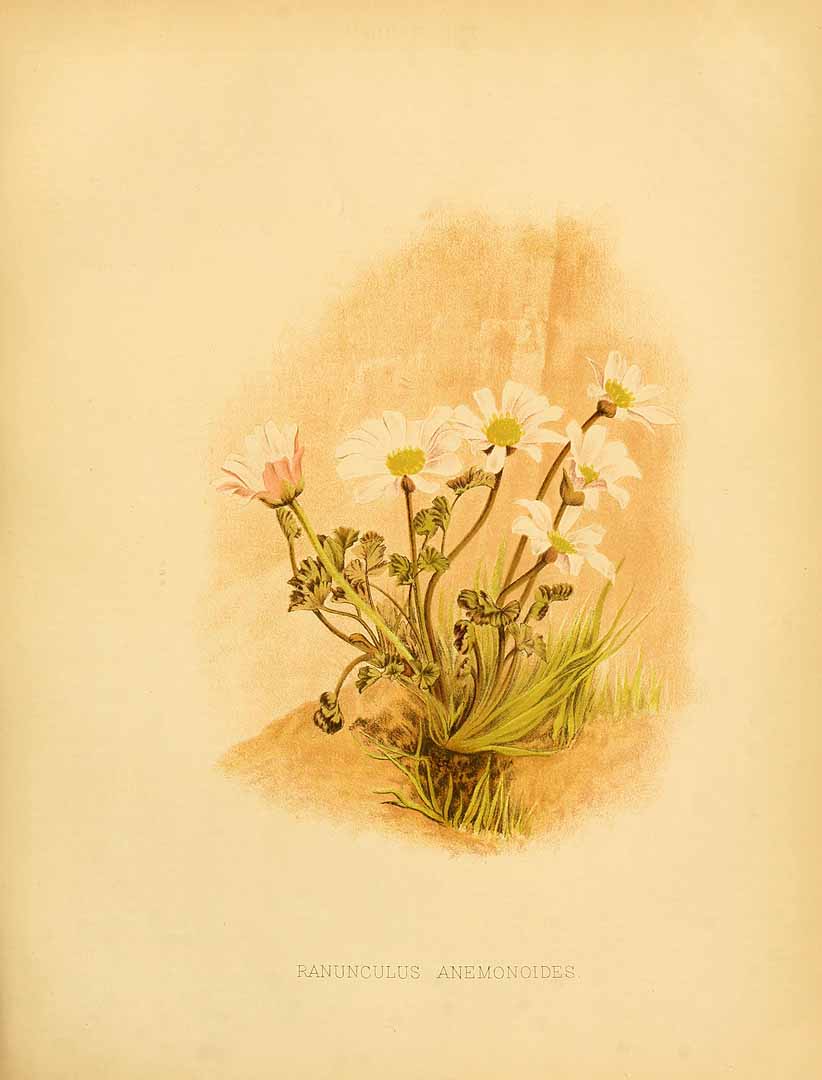 no HD illustration available (3)