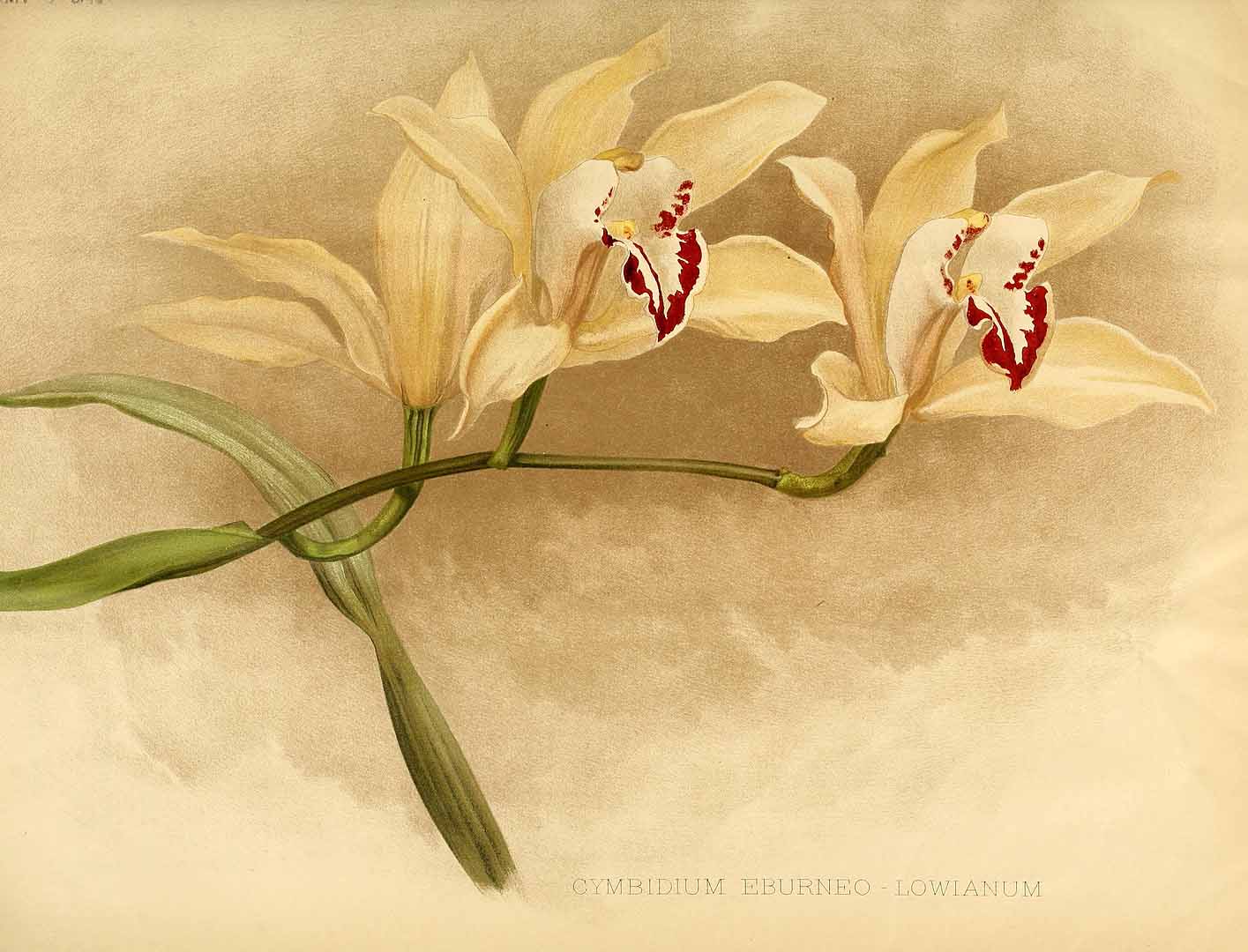 no HD illustration available (3)