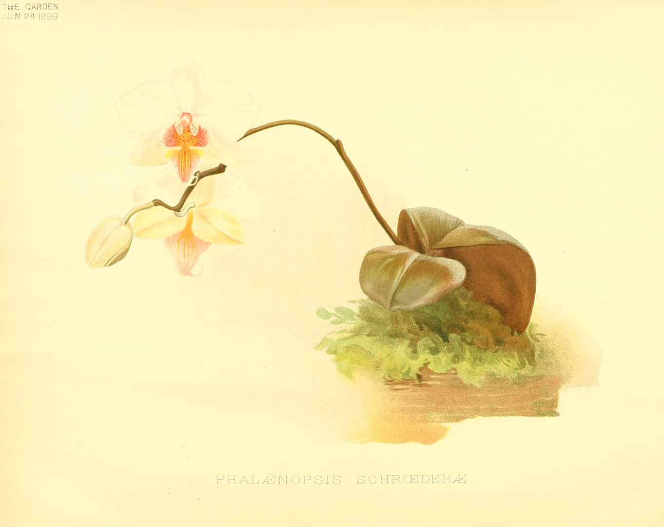 no HD illustration available (3)