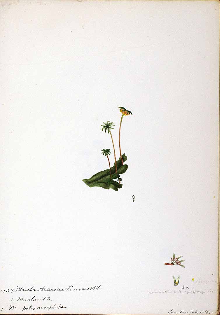 no HD illustration available (3)