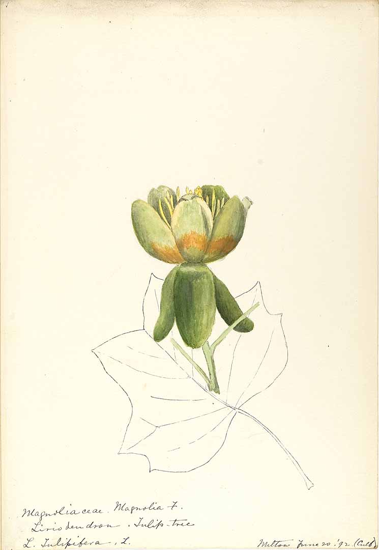 no HD illustration available (3)