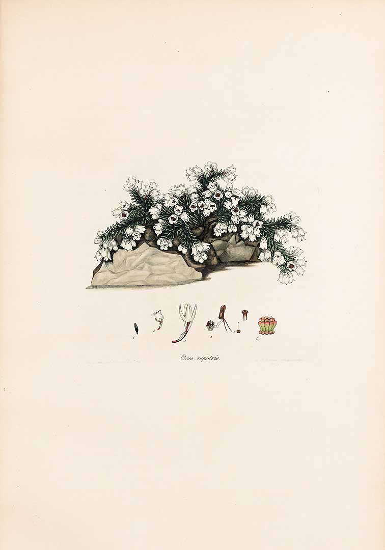 no HD illustration available (3)