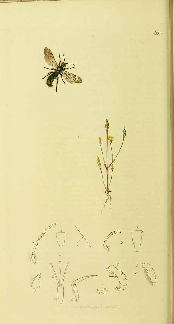 no HD illustration available (3)