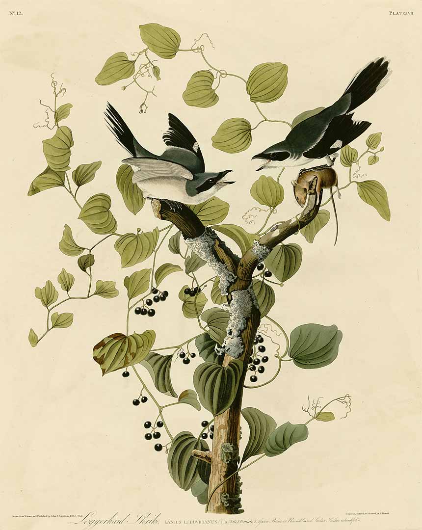 no HD illustration available (3)