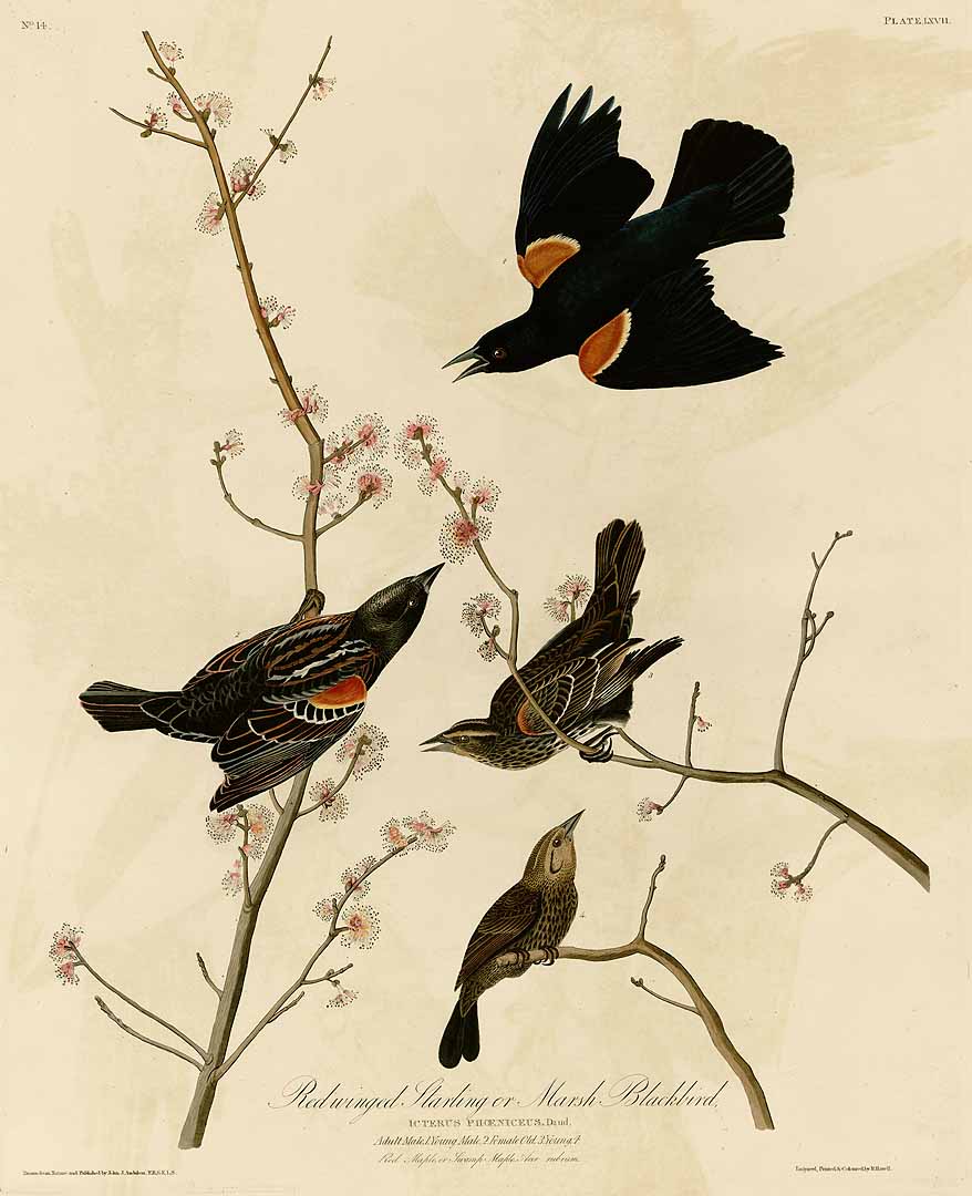 no HD illustration available (3)