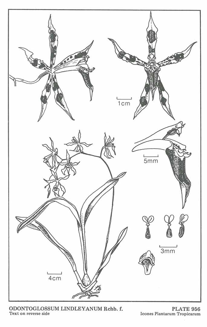 no HD illustration available (3)
