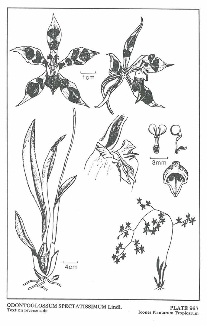 no HD illustration available (3)