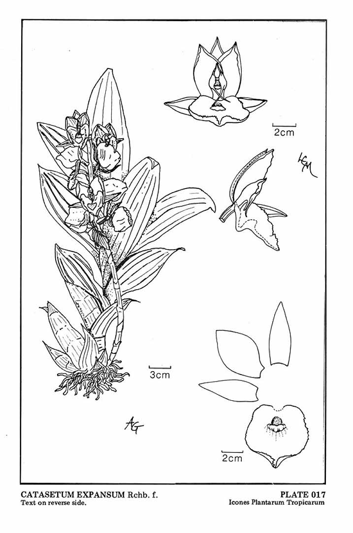 no HD illustration available (3)