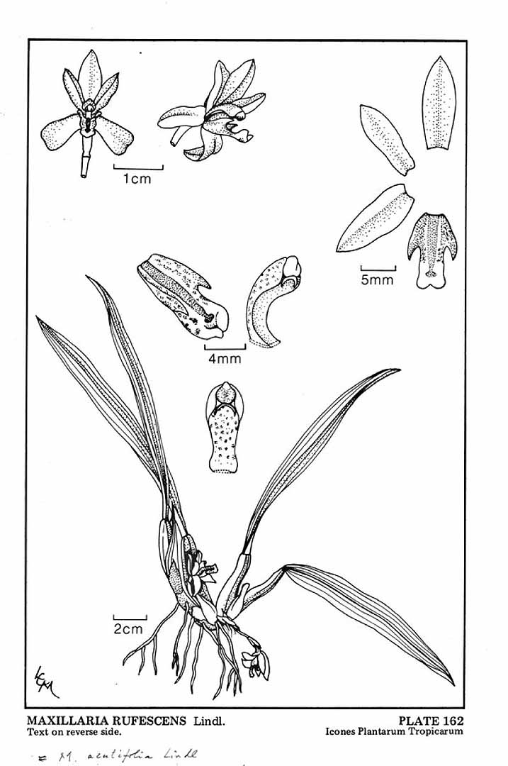 no HD illustration available (3)