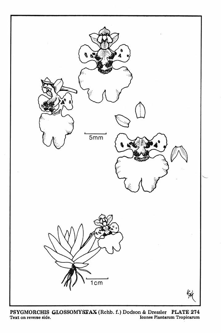 no HD illustration available (3)