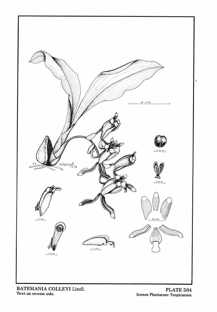 no HD illustration available (3)