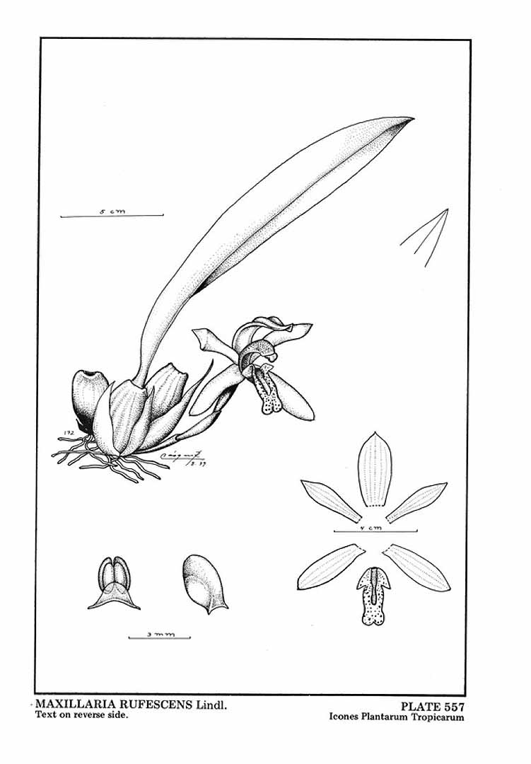 no HD illustration available (3)
