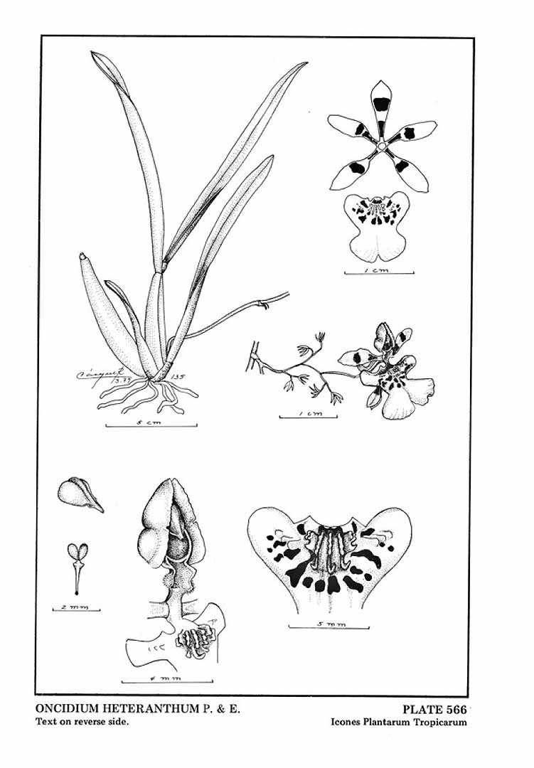 no HD illustration available (3)