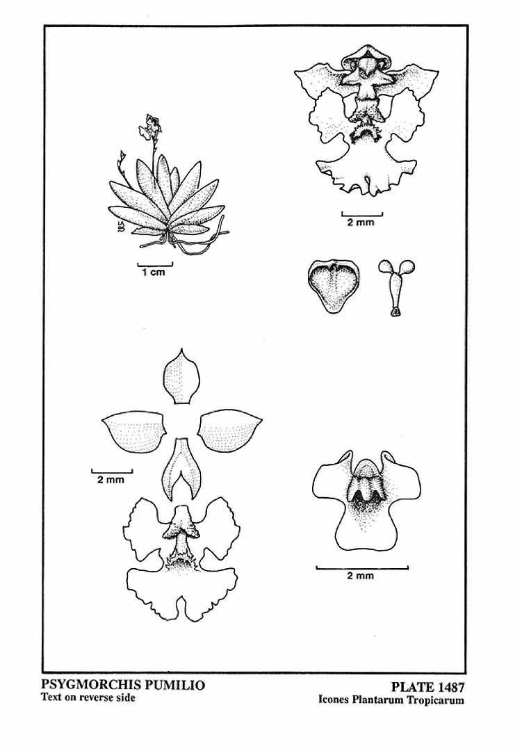 no HD illustration available (3)