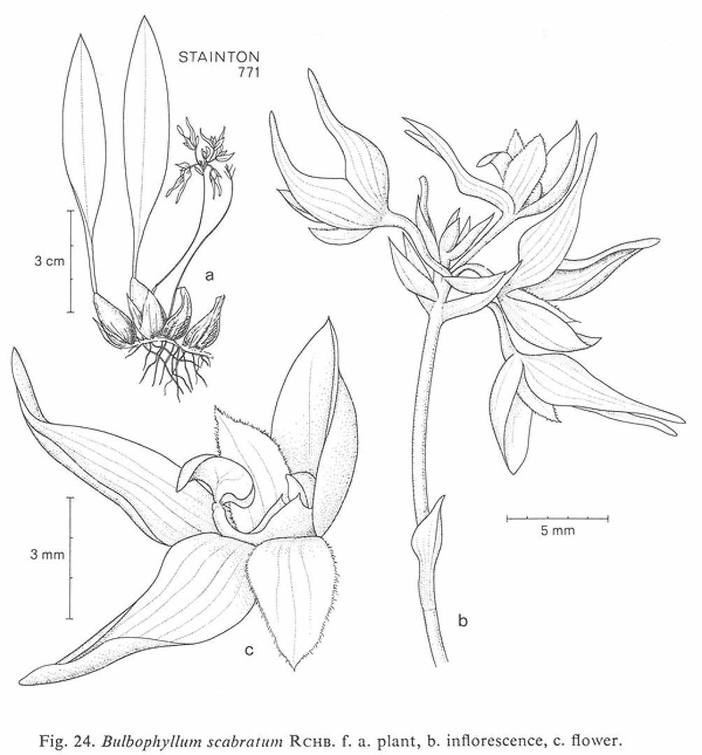 no HD illustration available (3)