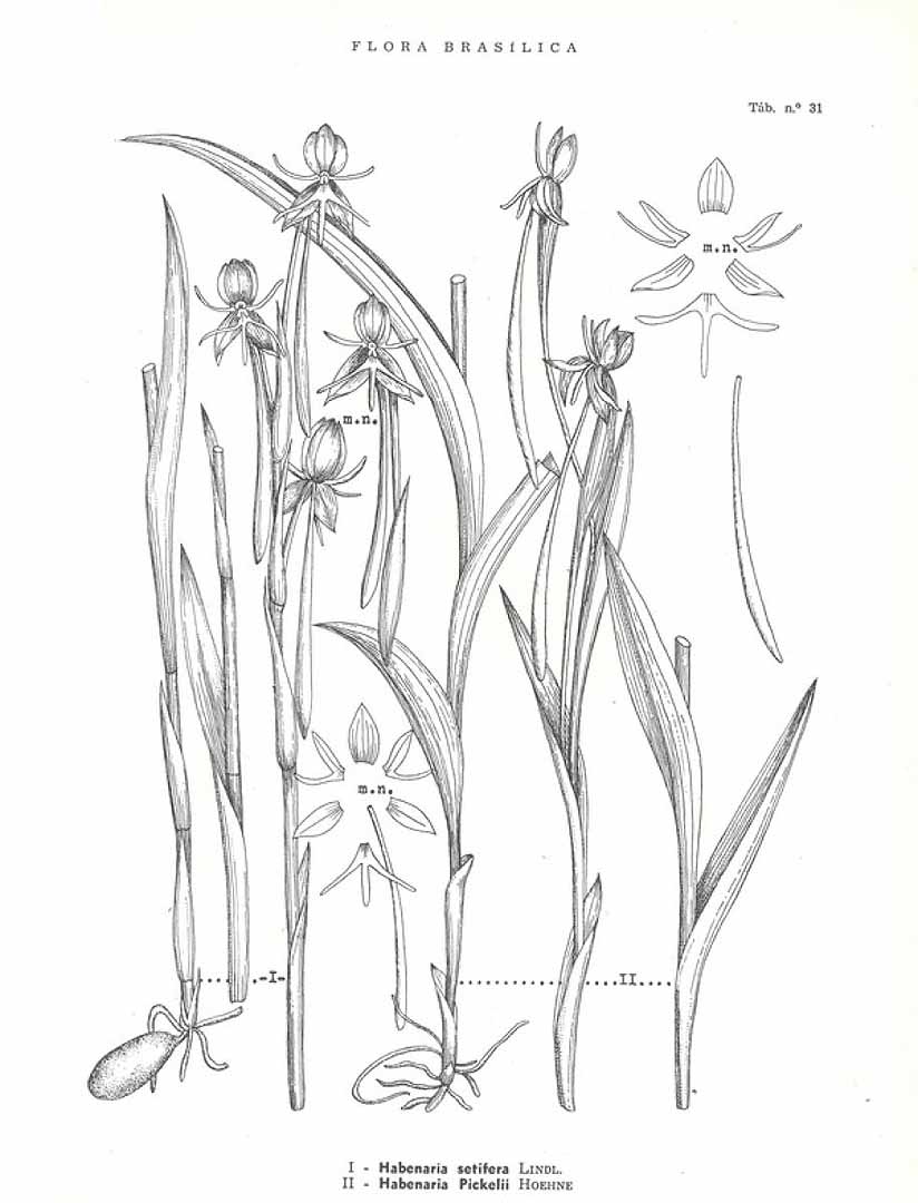 no HD illustration available (3)