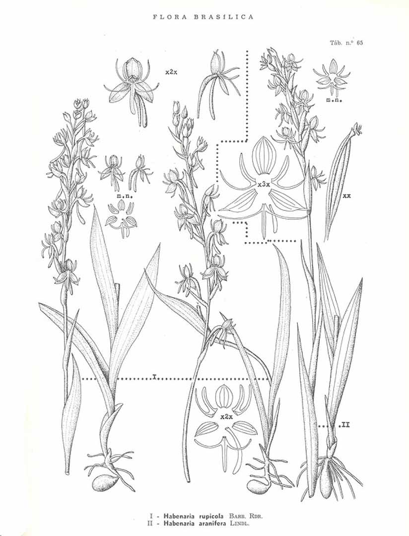 no HD illustration available (3)