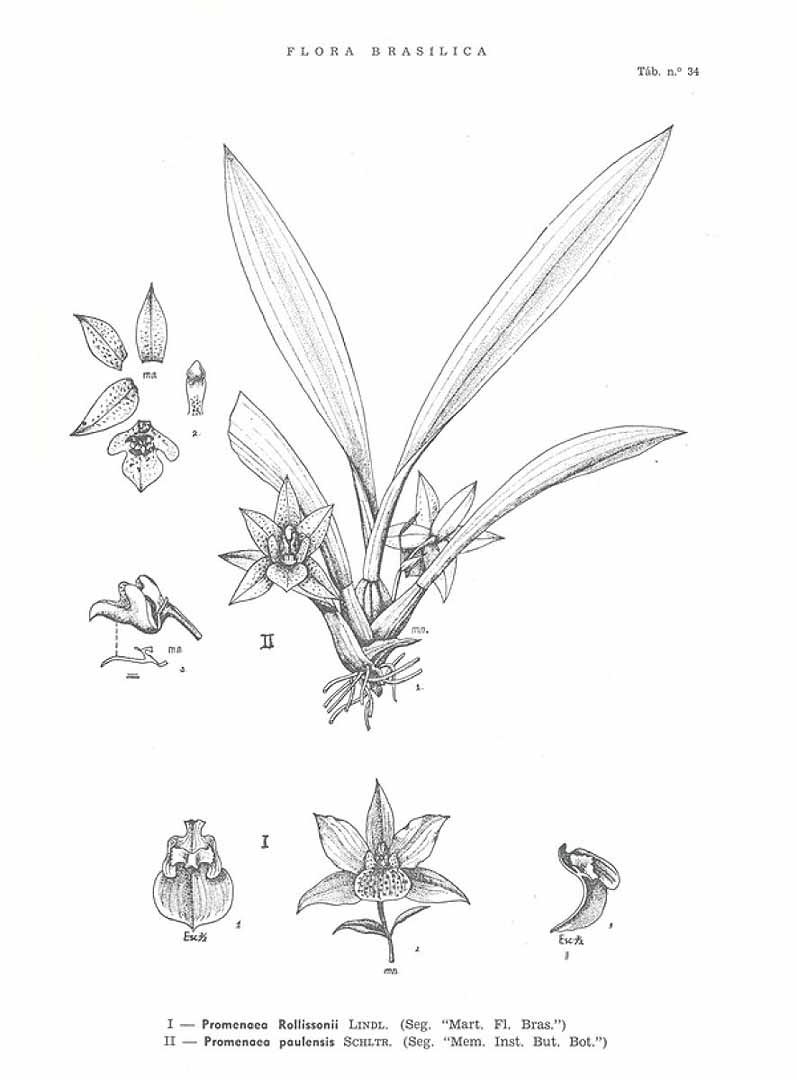 no HD illustration available (3)