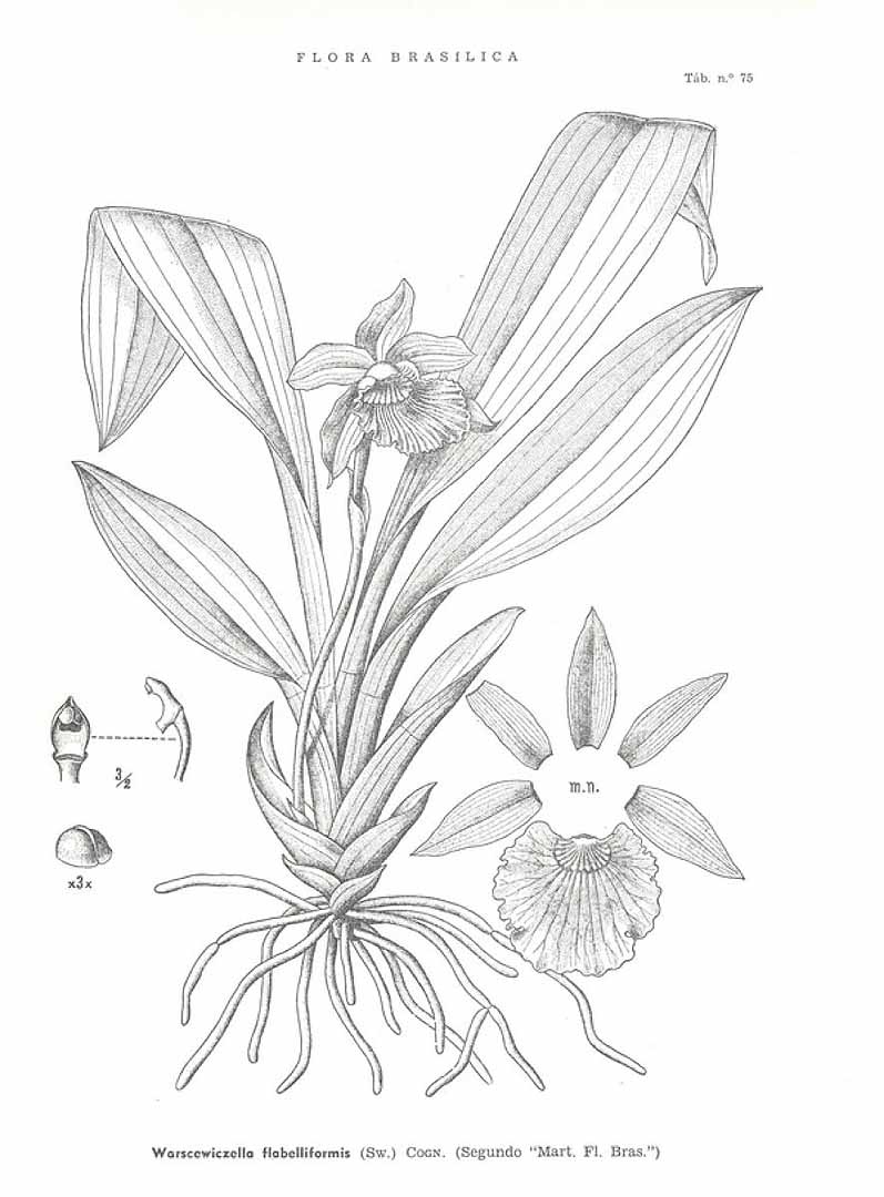 no HD illustration available (3)