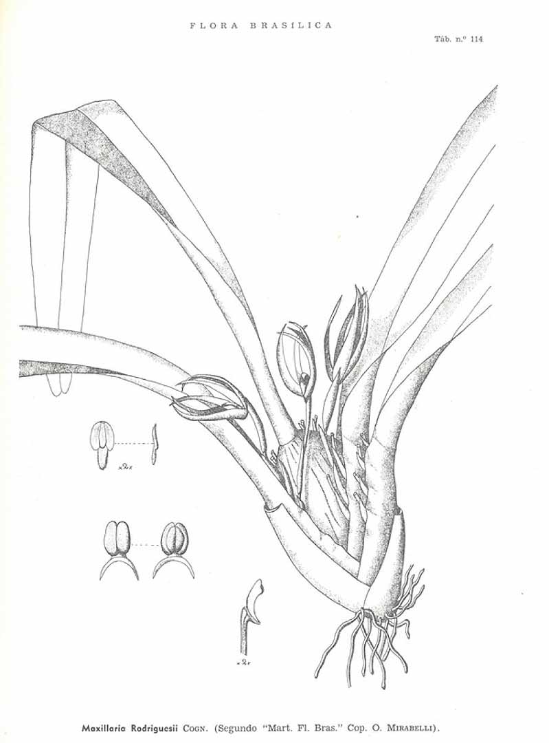 no HD illustration available (3)