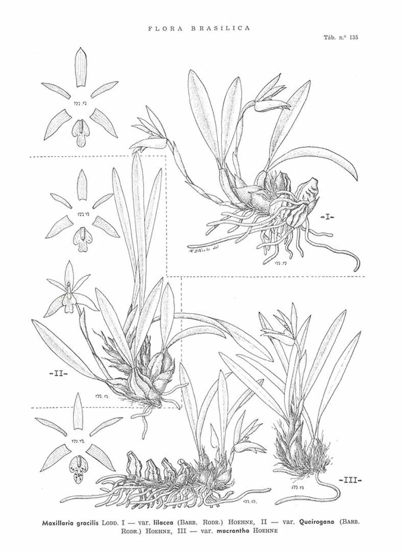 no HD illustration available (3)