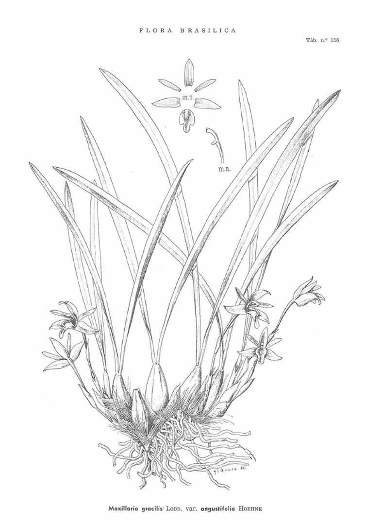 no HD illustration available (3)