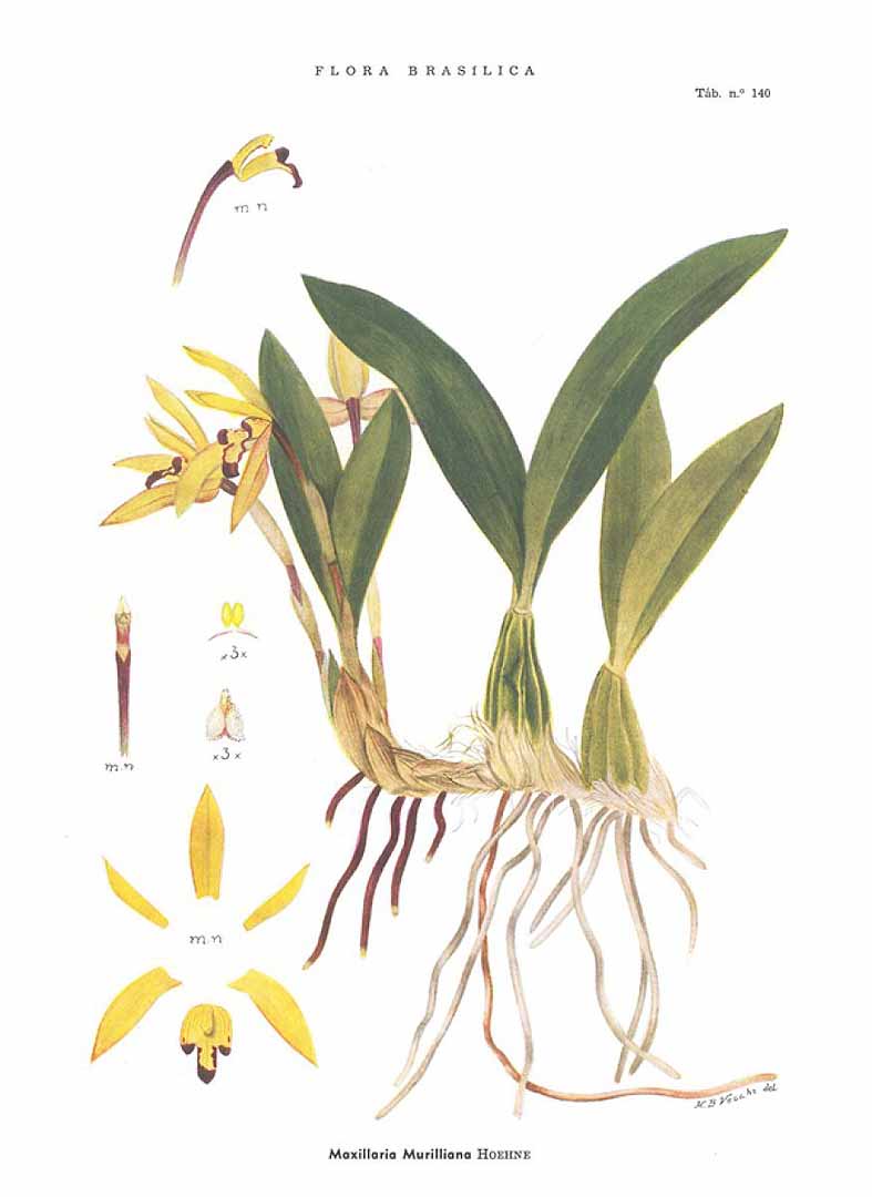 no HD illustration available (3)
