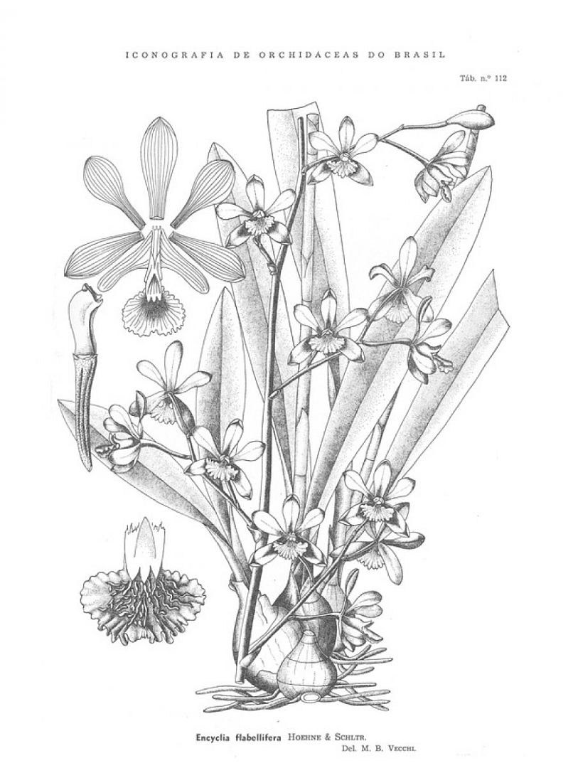 no HD illustration available (3)