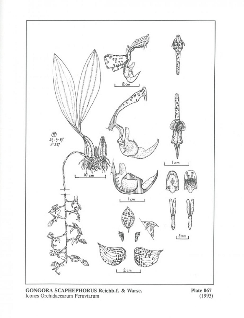 no HD illustration available (3)