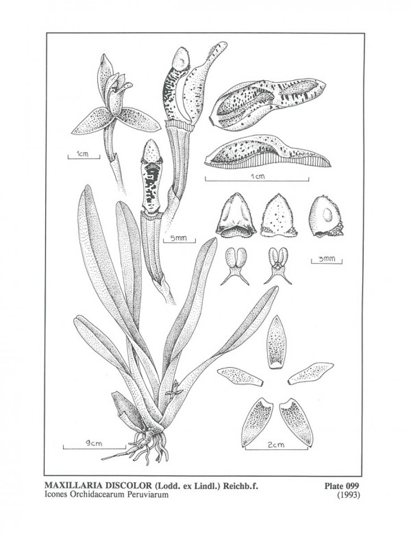 no HD illustration available (3)