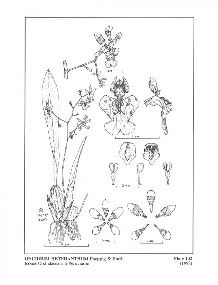no HD illustration available (3)