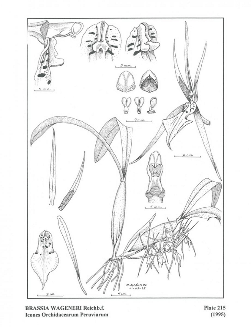 no HD illustration available (3)
